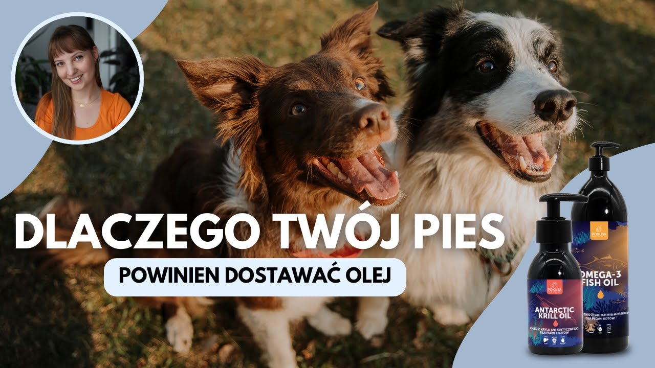 KWASY OMEGA-3 w diecie psa - Suplementy dla psa karmionego karmą komercyjną i BARF'em
