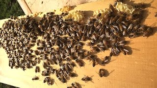 Good Friday, Good Bees! - Special Bee Visit Pays Off in the End