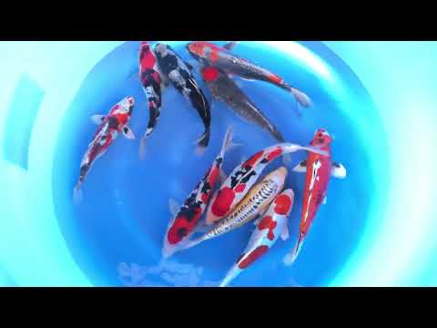 JKS-125 Aokiya nisai mix