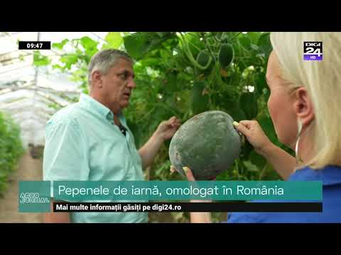 Două tipuri de spanac, în cercetare la Buzău. Plante asiatice adaptate în România. #Digi24