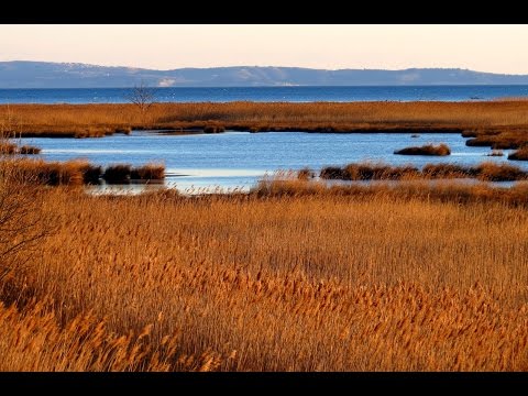 Punta Sdobba - foce dell'Isonzo, isola della Cona, mare Adriatico - Gorizia - Italia
