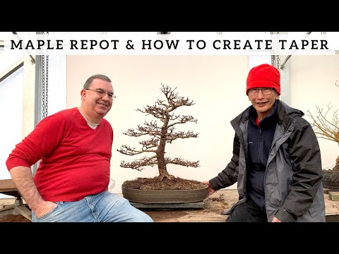 Maple Repot & How To Create An Apex