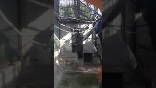 [動物園]ゴリラが暴れ回るw