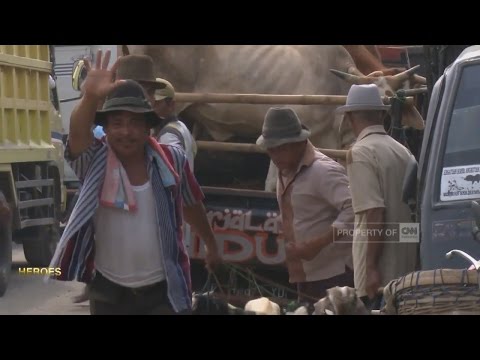 Efek patogen kuda pada orang-orang Impotensi yang mungkin