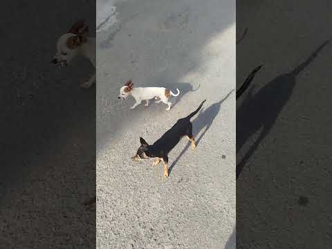 Um, dois, três pitocos em Jaraguá no Estado de Goiás