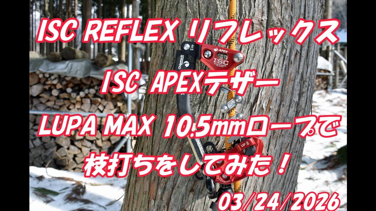 ISC APEXテザーとリフレックスと10.5ｍｍロープで枝打ち：大源太農園20260324