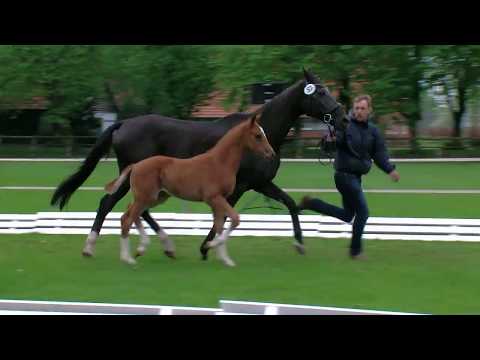 Hf v Vitalis x De Niro x Lauries Crusador xx 2018