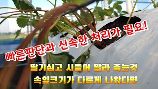 딸기정식 딸기심기 후 딸기시들고 쓰러지고 죽어간다면? 위항병. 작은뿌리파리.시드름병.탄저병?