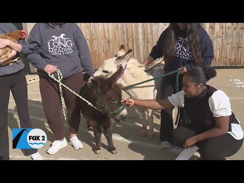 Get ready for a whole lot of farm fun with Longmeadow Ranch’s Spring Fling!