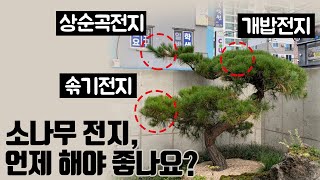 전원주택 소나무 전지. 적절한 시기와 마지노선! [ 개밥(새순)전지, 상순곡전지, 솎기전지 ]