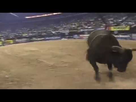 Wild Life bucks Tater Porter - 06 PBR Finals