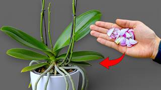 Just 1 slice a week! Suddenly orchids grow 400% more new flower stems