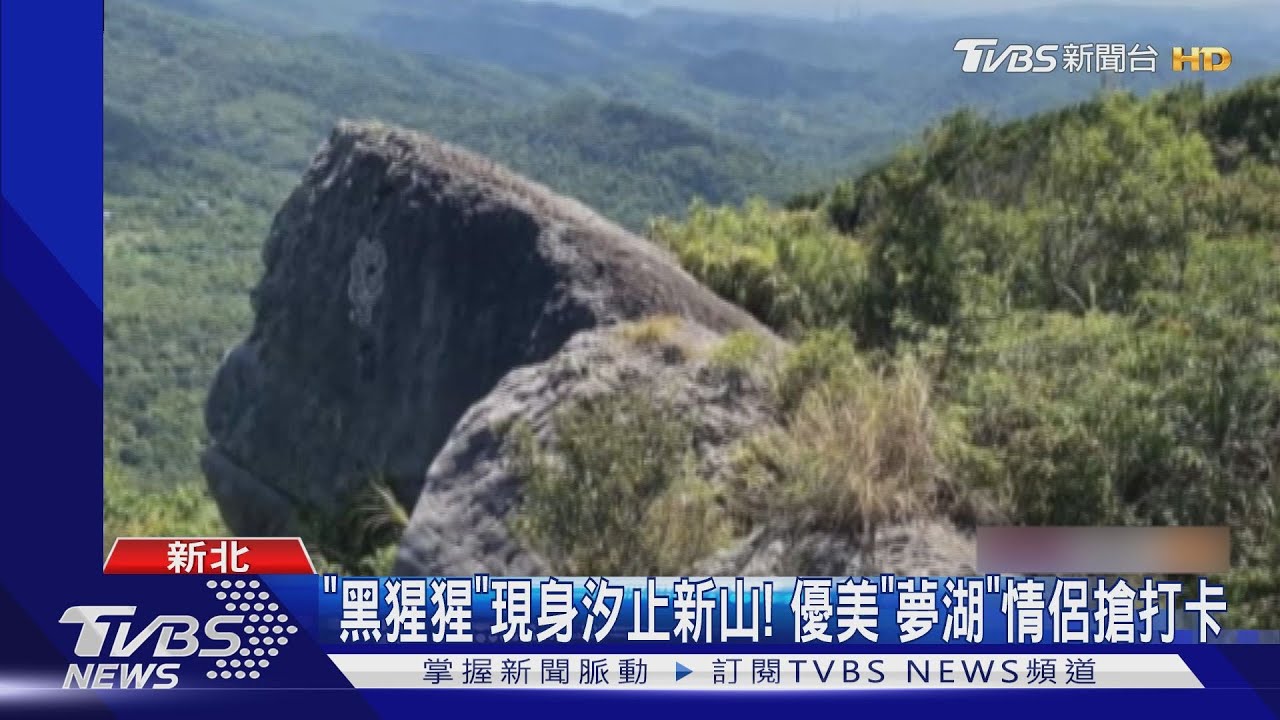 「黑猩猩」現身汐止新山！　優美「夢湖」情侶搶打卡