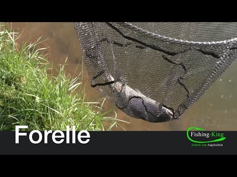 Forellen-Angeln: Die Sbirolinomontage | Fishing-King.de