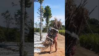 Download lagu Wanita itu kuat #rumah #gunung #wanita #ibu #rumahidaman #cantik #petani #petanimuda mp3 Download lagu Wanita itu kuat #rumah #gunung #wanita #ibu #rumahidaman #cantik #petani #petanimuda mp3