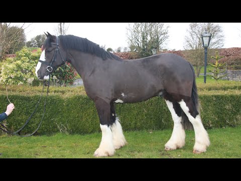 💥Cracker Jack 15.1hh 4yo Irish Cob gelding💥 - Image 2
