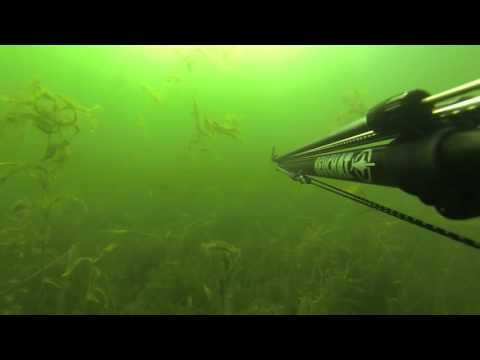 Spearfishing in nordic lake, in Finland