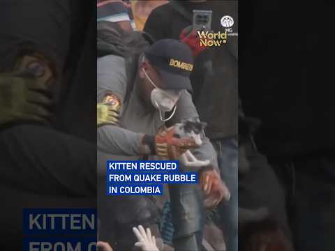 Kitten rescued from quake rubble in Colombia