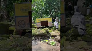 Download lagu Tutorial on How to Easily Trap Pigeons #pigeons #birds #birdtraps #doves #pigeons mp3