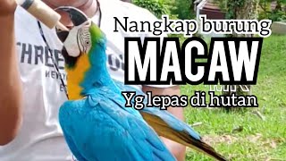 Download lagu nangkap burung MACAW yang lepas dihutan mp3