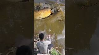Download lagu only with a fishing rod, I dared to fish for a giant fish #shorts #amazing #fish #trending #catfish mp3 Download lagu only with a fishing rod, I dared to fish for a giant fish #shorts #amazing #fish #trending #catfish mp3