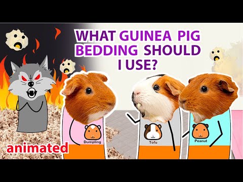 YouTube video about: Can hay be used as bedding for guinea pigs?