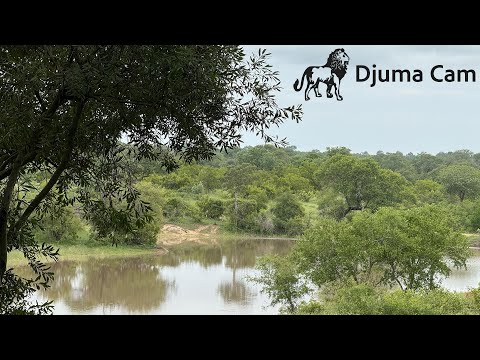 Live Wildlife Webcam in Djuma Game Reserve live cam