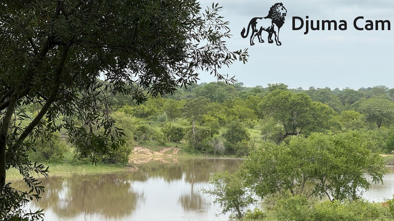 Live webcam view of Djuma Waterhole Wildlife Cam