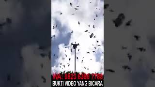 Download lagu BUKTI SUARA WALET YANG TERBAIK DI DUNIA HANYA ADA DI AWI CLUB INDONESIA ...PESAN SEKARANG BAYAR COD. mp3 Download lagu BUKTI SUARA WALET YANG TERBAIK DI DUNIA HANYA ADA DI AWI CLUB INDONESIA ...PESAN SEKARANG BAYAR COD. mp3