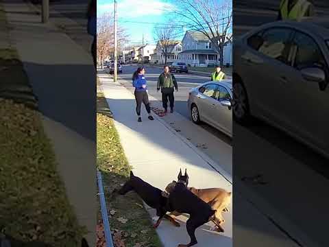 Footage Shows Sudden Dog Fight and Public Reaction #viral #pitbull #crazy #short #socks