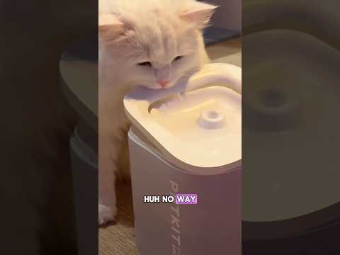 We bought Pancake a second water fountain because he flipped the first 😂💦 He saw another challenge