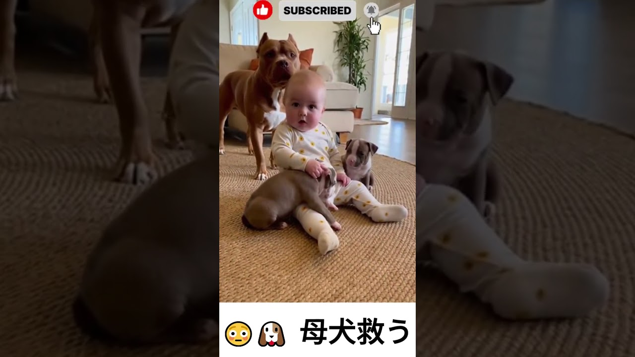 😳🐶 母犬救う | Rescuing the mother dog  #youtubeshorts #cute #funny #pets