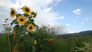 내게 남은 사랑을 드릴께요 (드라마 파리의 연인)