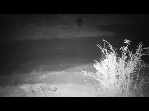 Djuma: Lone Hippo coming to pan as Tingana male Leopard is there too -  20:16 - 08/18/19
