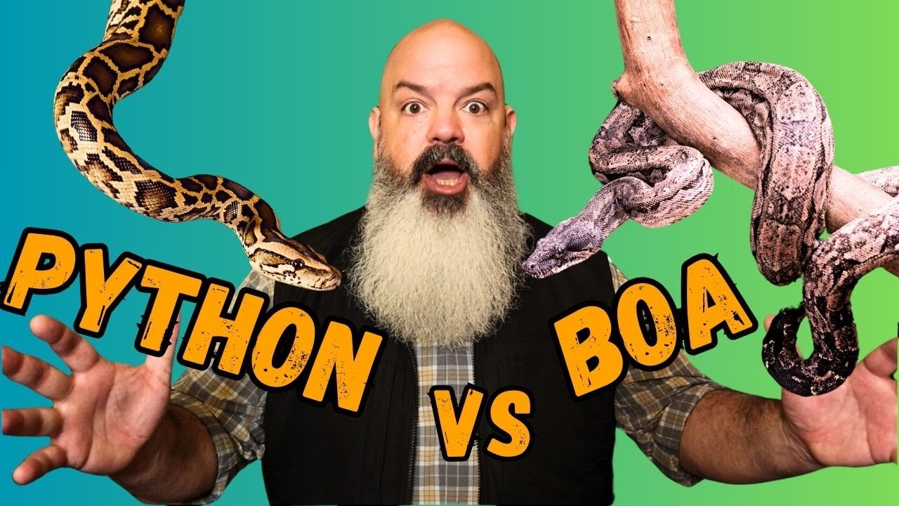 Python vs Boa: What Should You Get?