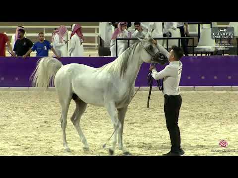 N 205 OMN NAIF   Kingdom International Championship for Arabian Horse 2025   Colts 3 years Old Class