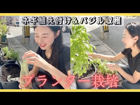 園芸 バジルを鉢で育てています