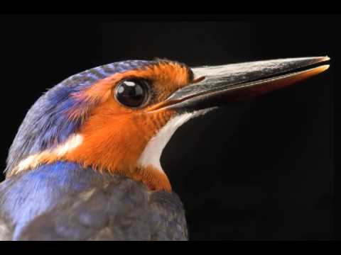 Endangered Species: Up Close and Personal