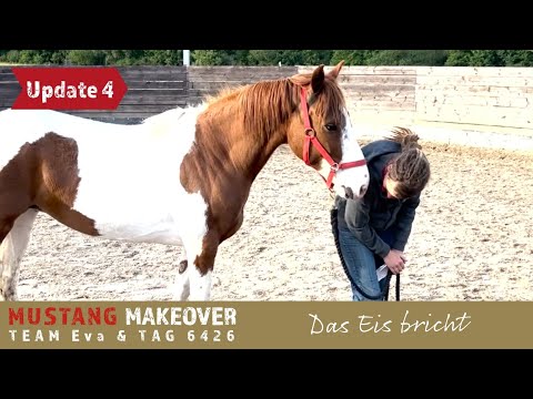 MUSTANG MAKEOVER 2022 - Das Vertrauen eines Mustangs gewinnen🥰 | Team Eva Update 4