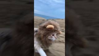 animales  gato león