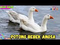 POTONG BEBEK ANGSA LAGU ANAK INDONESIA