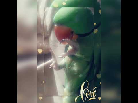 NAFI paatu |☺️☺️☺️☺️ Evswaran song|Asmi& Nafi