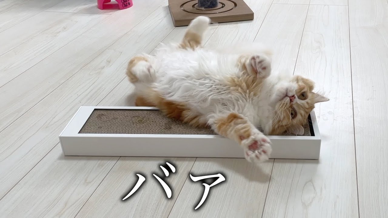 またたびを手に入れた猫の動きが可愛すぎます