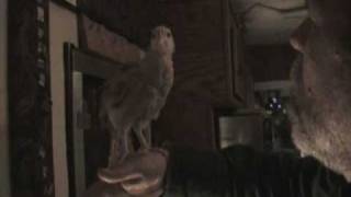 Gomez and The Chicken