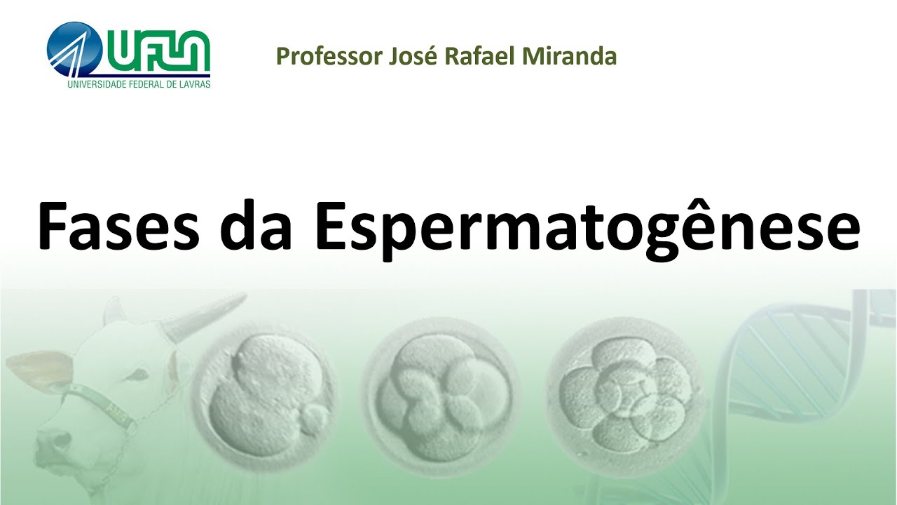 Fases da espermatogênese