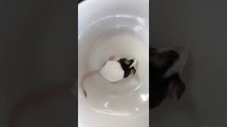 【ズーラシア】パンダマウスとの触れ合い【動物園】