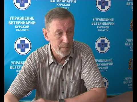 Причиной мора пчел в Курской области могли стать высокотоксичные пестициды