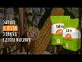 Насіння кукурудзи ЕС Креатив (FAO 300)  — зерновий гібрид FAO 300 із високою вологовіддачею 