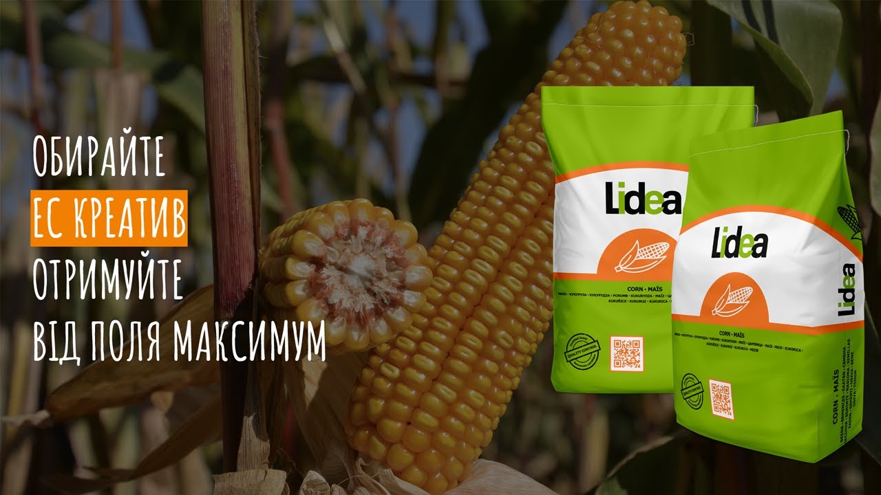 Насіння кукурудзи ЕС Креатив (FAO 300)  — зерновий гібрид FAO 300 із високою вологовіддачею 