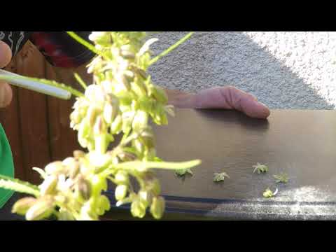 Pollinating marijuana